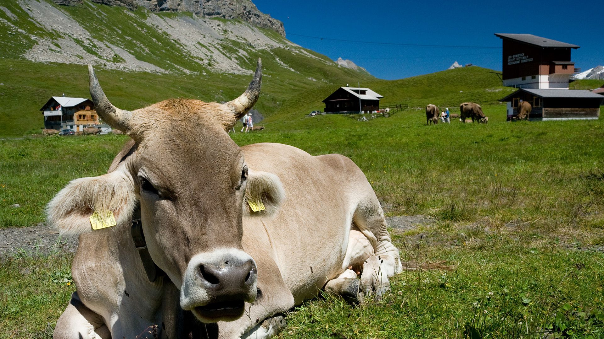 Tiroler Berge Neulehen Sommer